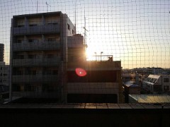 【お題日記】マリモ買ったことある？