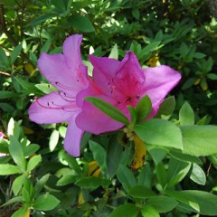 【お題日記】好きな寿司ネタは？