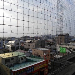 【お題日記】お気に入りの動物動画貼って♪