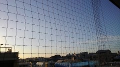 【お題日記】あなたが好きな色