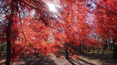 【お題日記】一日に何回、鏡を見る？