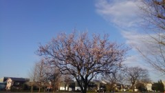 【お題日記】動物占い信じてる？