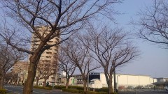 【お題日記】春と言えば？