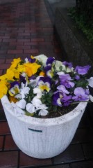 【お題日記】お花見あるある