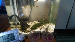 【お題日記】プレミアが付いている物を持っていますか？