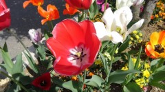 【お題日記】誰かと一緒に食べたいものは？