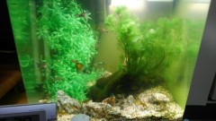 【お題日記】あなたにとって何が癒し？