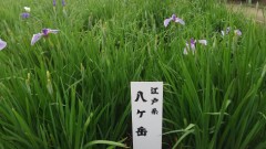 【お題日記】うどん派？蕎麦派？