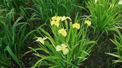 【お題日記】今一番好きな有名人