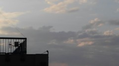 【お題日記】苦手な虫は？