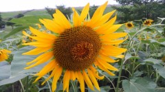 【お題日記】花火大会・お祭