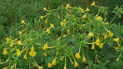 【お題日記】冷やし中華、はじめました？