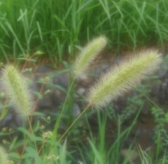 【お題日記】今年の夏を一言で表すなら？