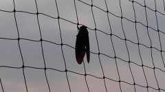 【お題日記】今年の夏いっぱい食べたもの