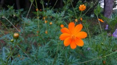 【お題日記】自販機で当たったことある？