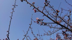 【お題日記】夕刊って取ってる？