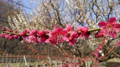 【お題日記】今年の春はこれします