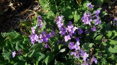 【お題日記】応援しているプロ野球チーム