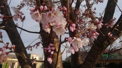 【お題日記】有給は気軽に取れますか？