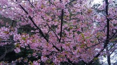 【お題日記】春限定の楽しみはこれだ！