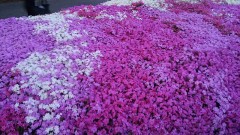 【お題日記】アルミホイルの球作ってみた？