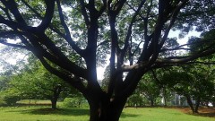 【お題日記】わたし動物占いだと◯◯です