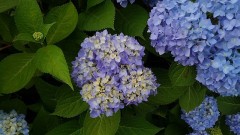 【お題日記】公衆Wi-Fi使う？