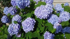 【お題日記】好きなラーメンの味