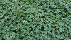 【お題日記】ワールドカップ見てる？