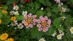 【お題日記】四次元ポケットがあったら何を出す？