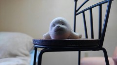 【お題日記】梅雨の楽しみ方♪