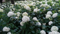 【お題日記】今までで一番燃えた恋