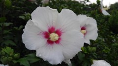 【お題日記】飯テロなアニメ・映画・ドラマ