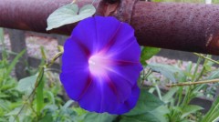 【お題日記】自分を花に例えるとどんな花？