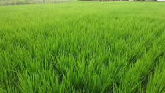 【お題日記】夏になると思い出すこと