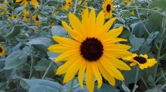 【お題日記】ラブグッズにかけれる予算