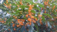 【お題日記】スマホの電子マネー機能つかってる？