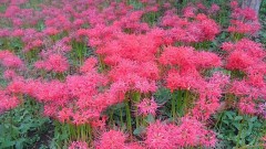 【お題日記】ネットで調べてもわからないこと