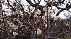 【お題日記】思い出のマンガ