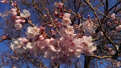 【お題日記】1人Hのとき、誰を想像してる？