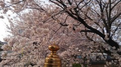 【お題日記】告白された回数