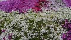 【お題日記】きれい好きですか？