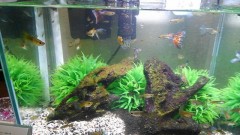 【お題日記】缶ジュース買ってる？