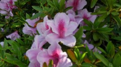 【お題日記】平成最後のHした？