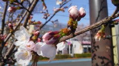 【お題日記】好きなお弁当のおかず