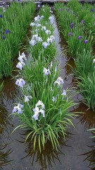 【お題日記】スマホにストラップつけてる？