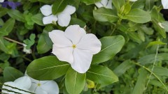 【お題日記】今年、ウナギ食べた？