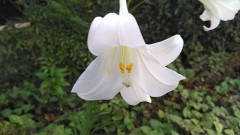 【お題日記】習い事してる？