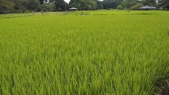 【お題日記】血液型占い信じる？