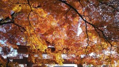 【お題日記】年賀状は出す？